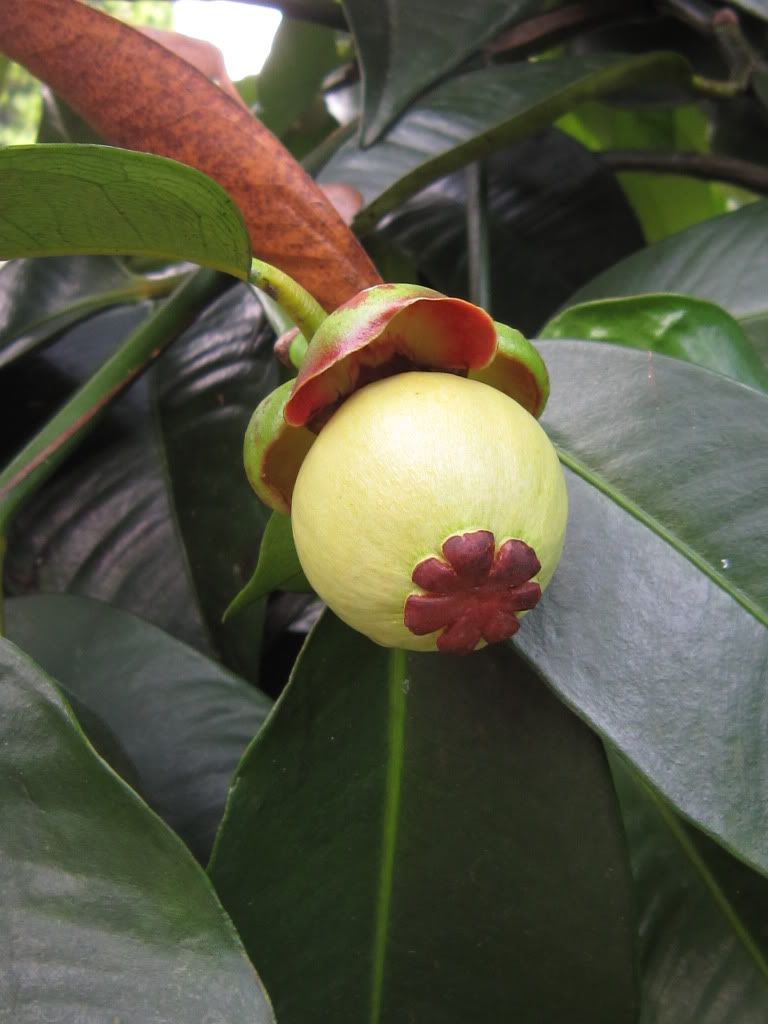 Mangosteen's Flower Photo by JeDee_Ja Photobucket